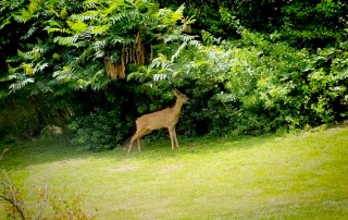 Rehe hinter der Familienbegleitenden Wochengruppe Rauschenberg